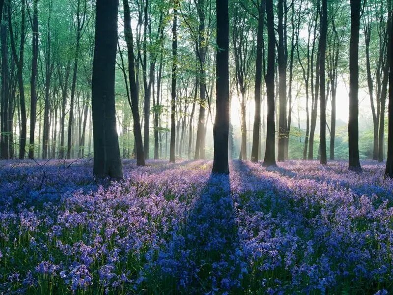 潔福（潔弗樂(lè)）塑膠地板：以生態(tài)設(shè)計(jì)為核，鑄就環(huán)保與品質(zhì)共生典范